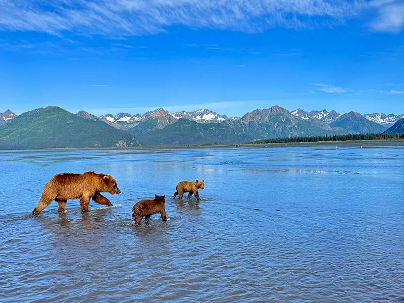 Mama and cubs on a Bear Viewing Tour from Anchorage
