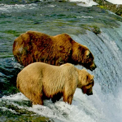 Alaska Bear Viewing Tour - Brown Bears Fishing for Salmon