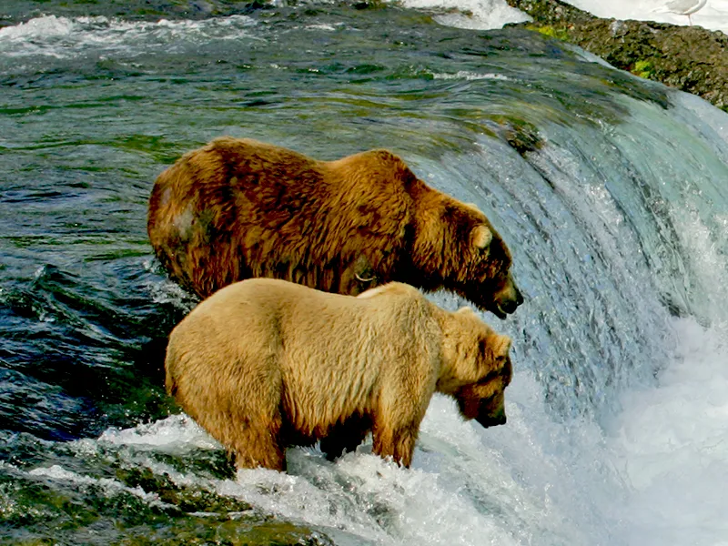 Alaska Bear Viewing Tour - Brown Bears Fishing for Salmon