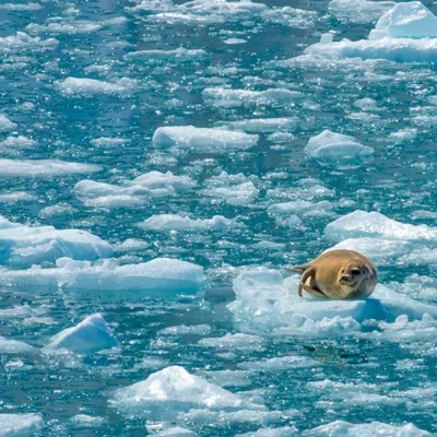 Spot Wildlife from the Air on an Anchorage Flightseeing Tour