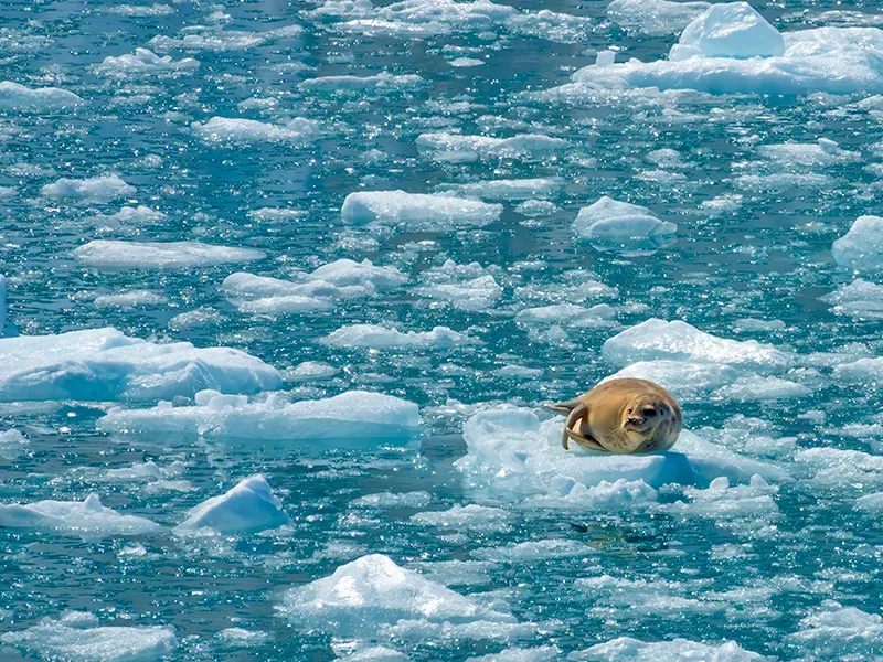 Spot Wildlife from the Air on an Anchorage Flightseeing Tour Spot Wildlife from the Air on an Anchorage Flightseeing Tour