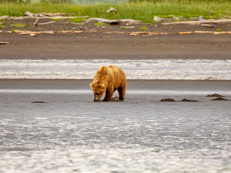 hallo-bay-bear-digging-clams