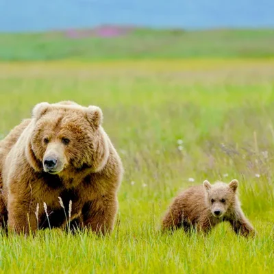 hallo-bay-sow-cub