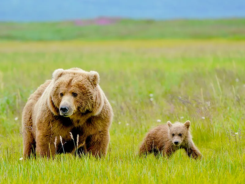 hallo-bay-sow-cub