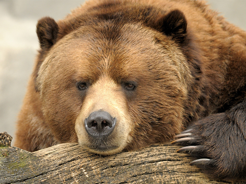 Alaska Brown Bear